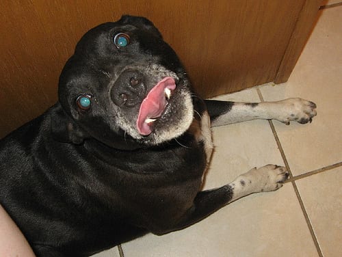 Lost Staffordshire Bull Terrier chocolate named Rosie in Longueuil