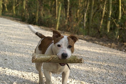 Lost Staffordshire Bull Terrier cream named Rosie in Québec City