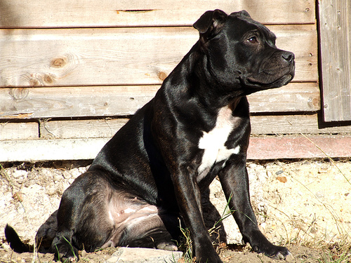 Duke