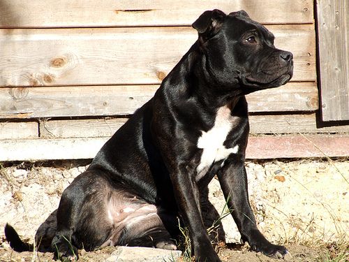 Lost Staffordshire Bull Terrier chocolate named Duke in Hamilton