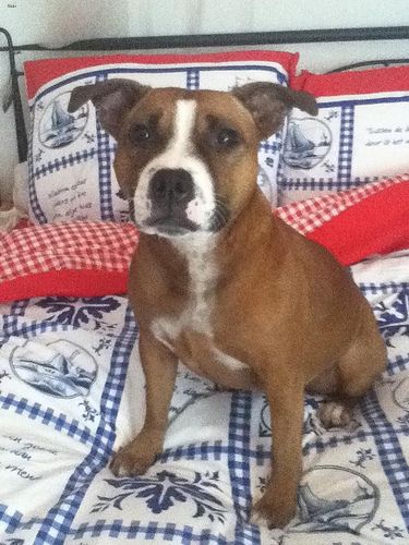 Lost Staffordshire Bull Terrier brown named Maggie in Langley