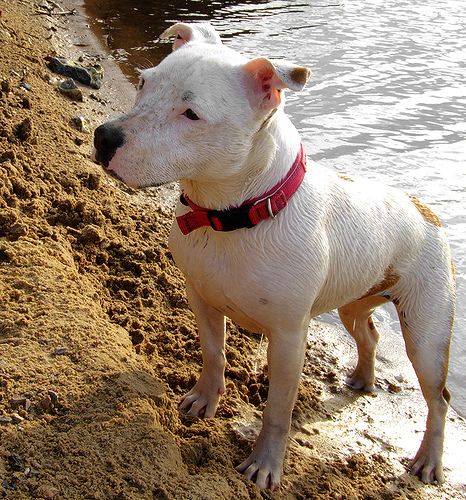 Lost Staffordshire Bull Terrier golden named Oliver in Montréal