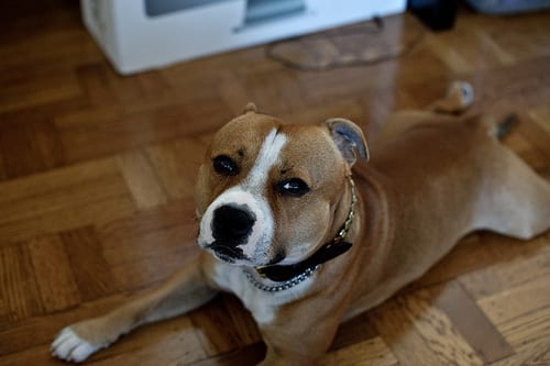 Lost Staffordshire Bull Terrier chocolate named Molly in Mississauga