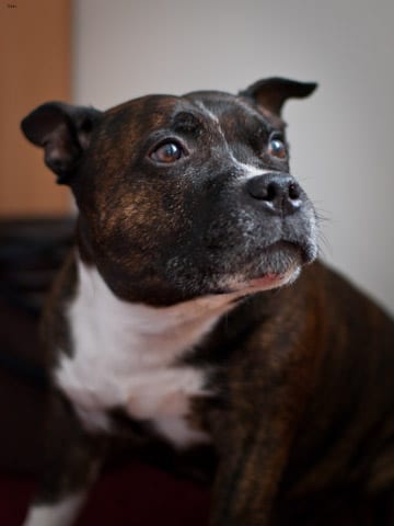 Lost Staffordshire Bull Terrier golden named Buddy in Saskatoon