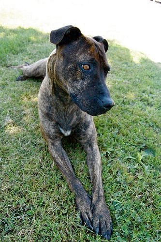 Lost Staffordshire Bull Terrier brown named Milo in Edmonton