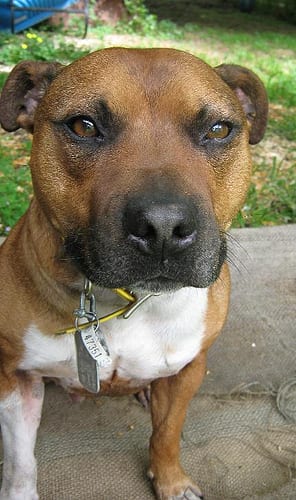 Lost Staffordshire Bull Terrier brown and white named Maggie in Terrebonne