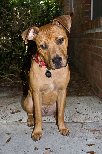 Lost Staffordshire Bull Terrier cream named Rocky in Burlington