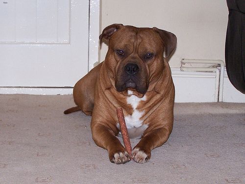 Lost Staffordshire Bull Terrier tan named Rosie in Ottawa