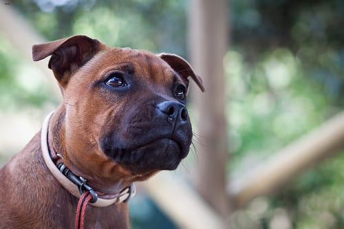 Lost Staffordshire Bull Terrier black and white named Bentley in Toronto
