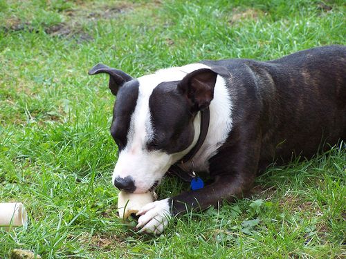 Lost Staffordshire Bull Terrier tan named Max in Yarmouth