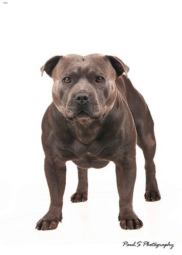 Lost Staffordshire Bull Terrier brown named Charlie in Saanich