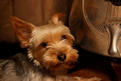 Lost Yorkshire Terrier black and white named Leo in Edmonton