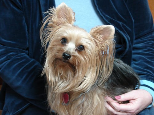 Lost Yorkshire Terrier cream named Penny in Saint-Jérôme