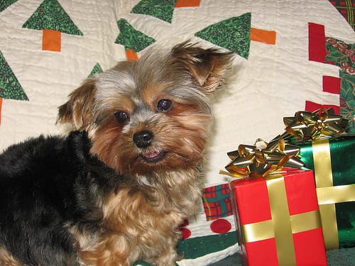 Lost Yorkshire Terrier tan named Hank in Montréal