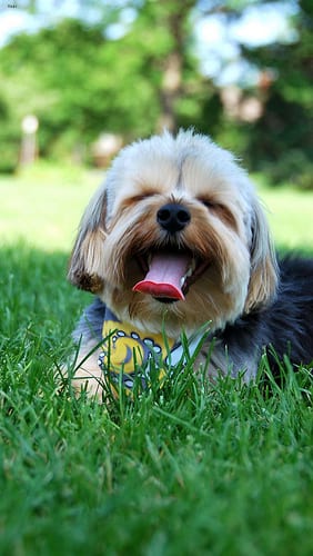 Lost Yorkshire Terrier white named Rosie in Whitby