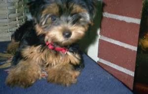 Lost Yorkshire Terrier golden named Finn in Calgary