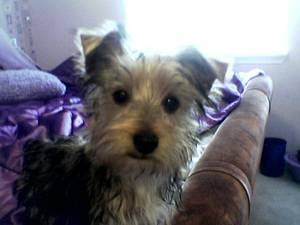 Lost Yorkshire Terrier tan named Max in Montréal