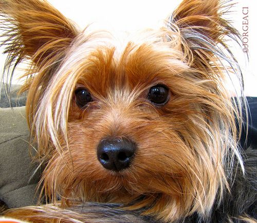 Lost Yorkshire Terrier brown and white named Luna in Hamilton