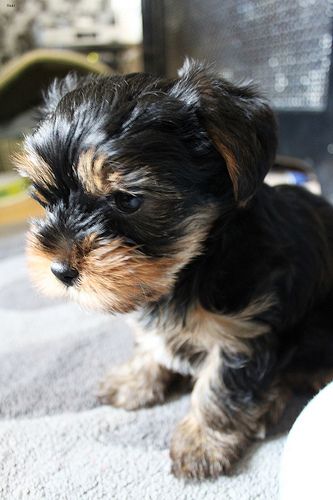 Lost Yorkshire Terrier grey named Rosie in Labrador City