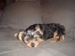 Lost Yorkshire Terrier tan named Daisy in Oakville
