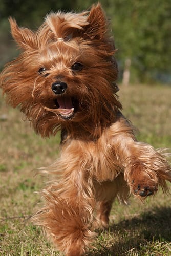 Lost Yorkshire Terrier black named Cooper in Miramichi