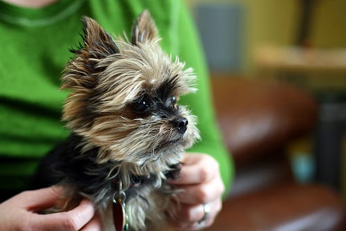 Lost Yorkshire Terrier tan named Molly in Bradford West Gwillimbury