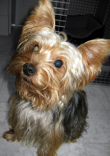 Lucy