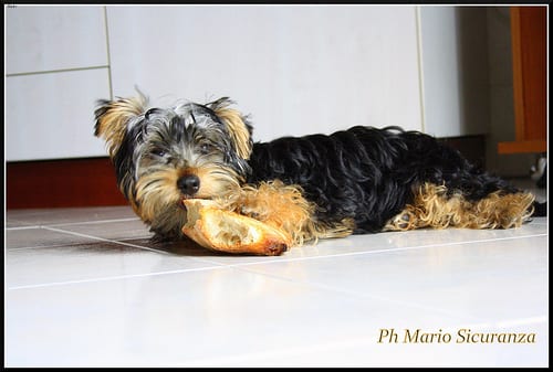 Lost Yorkshire Terrier cream named Bentley in Cambridge
