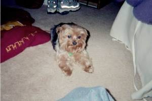Lost Yorkshire Terrier chocolate named Molly in Rouyn-Noranda
