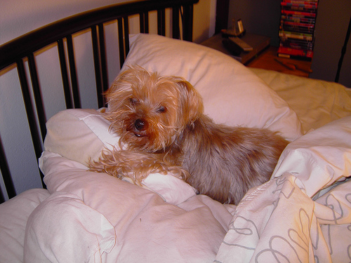 Lucy