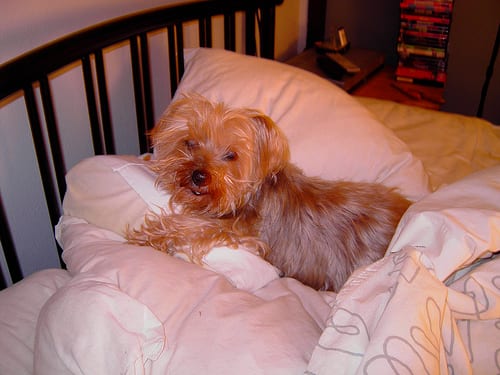 Lost Yorkshire Terrier brown named Molly in Calgary