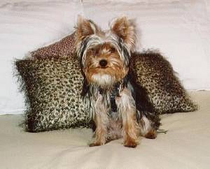 Lost Yorkshire Terrier grey named Buddy in New Westminster