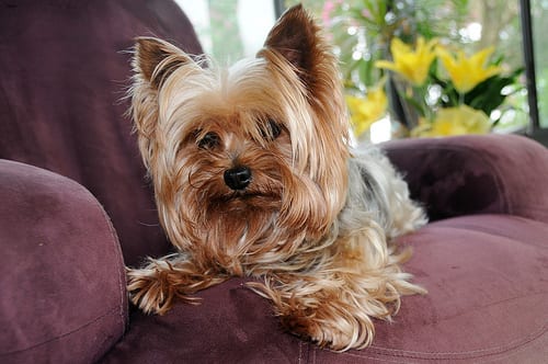 Lost Yorkshire Terrier brown and white named Finn in Swift Current