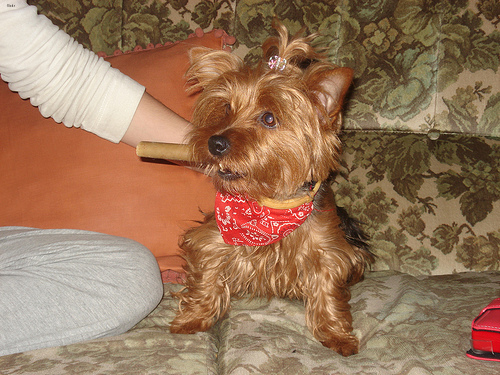 Lost Yorkshire Terrier chocolate named Daisy in Brockville