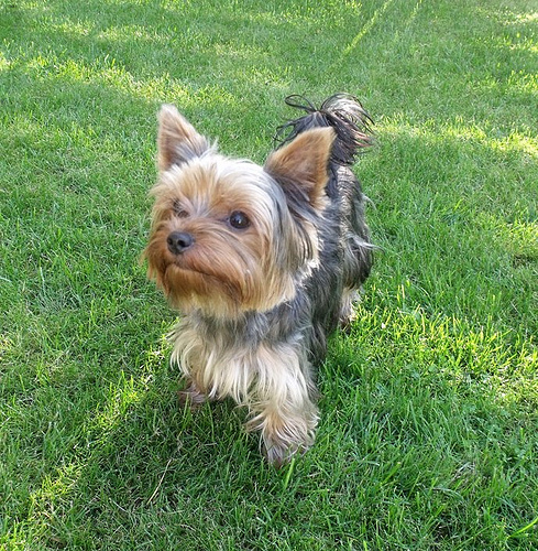 Leo