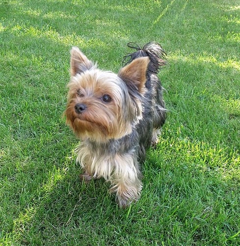 Lost Yorkshire Terrier brown named Leo in Spruce Grove