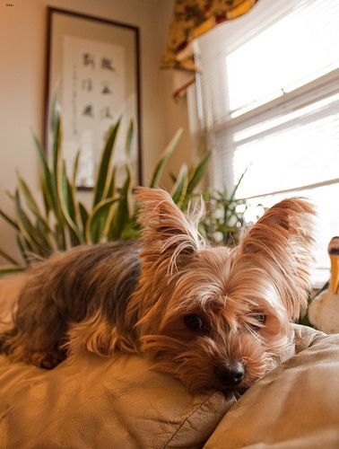 Lost Yorkshire Terrier black named Bentley in Halifax