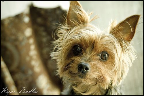 Lost Yorkshire Terrier chocolate named Charlie in Saint-Eustache