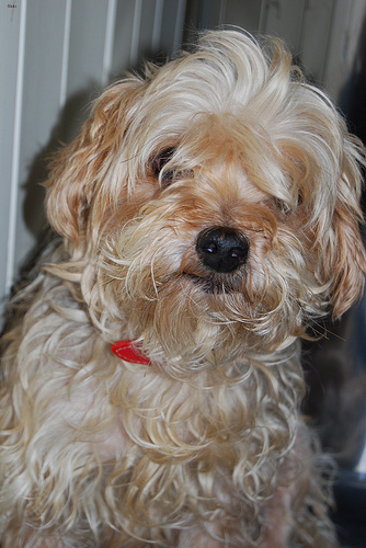 Lucy