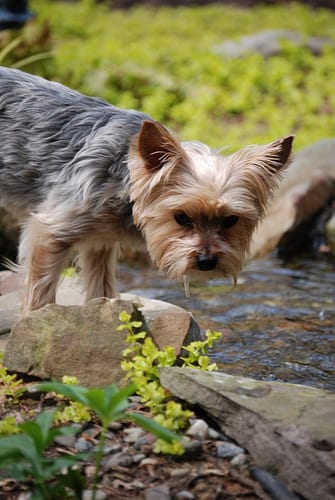 Lost Yorkshire Terrier brown named Tucker in Camrose