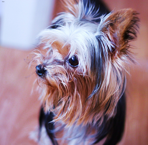 Cooper