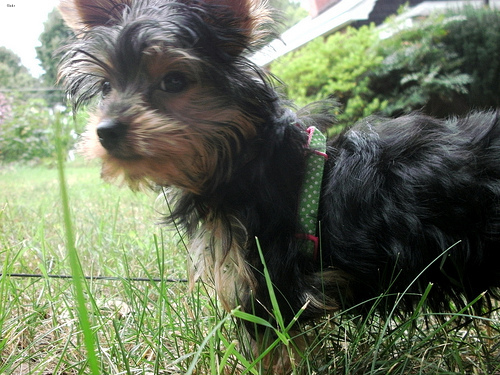 Lost Yorkshire Terrier brown named Rosie in Brampton