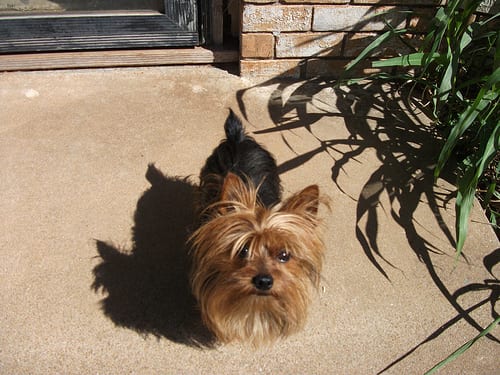 Lost Yorkshire Terrier black named Daisy in London