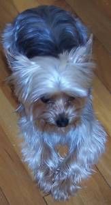 Lost Yorkshire Terrier tan named Charlie in Mission