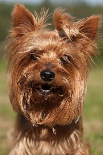 Lost Yorkshire Terrier black named Lucy in Châteauguay