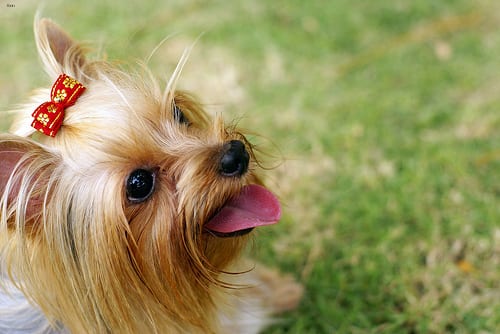 Lost Yorkshire Terrier tan named Charlie in Sault Ste. Marie