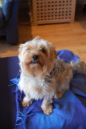 Lost Yorkshire Terrier tan named Leo in Toronto